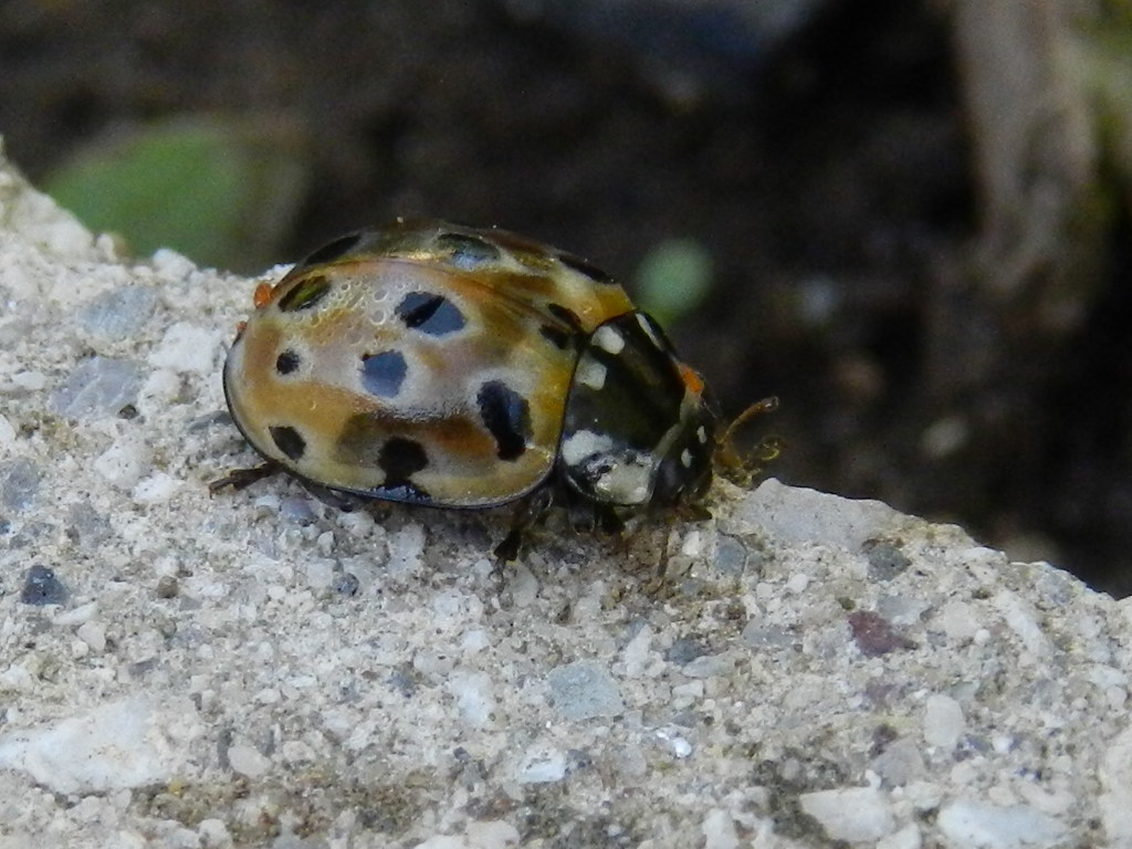 coccinella marroncina: Anatis ocellata